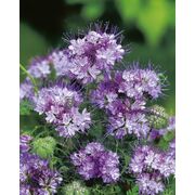 Seminte facelia DLF 1 kg