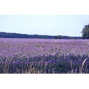 Seminte facelia DLF 1 kg