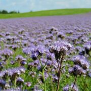 Seminte facelia DLF 1 kg