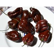 Seminte de ardei iute mini premium Habanero Chocolate, 20 seminte