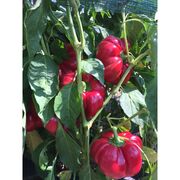 Seminte de ardei gogosar Bucur 0,2 gr