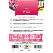 Seminte de flori Phlox amestec 0,3 grame Novasem