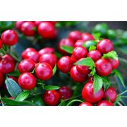 Seminte de ardei iute premium Cilliegia Piccante (Bacio di Satana) aprox 30 seminte