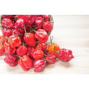 Seminte de ardei iute premium Habanero red, 20 seminte