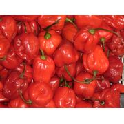 Seminte de ardei iute premium Habanero red, 20 seminte