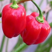 Seminte de ardei iute premium Habanero red, 20 seminte