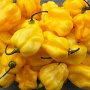 Seminte de ardei iute premium Habanero Yellow, 20 seminte