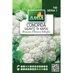 Seminte de conopida Gigante di Napoli, 0,8 gr