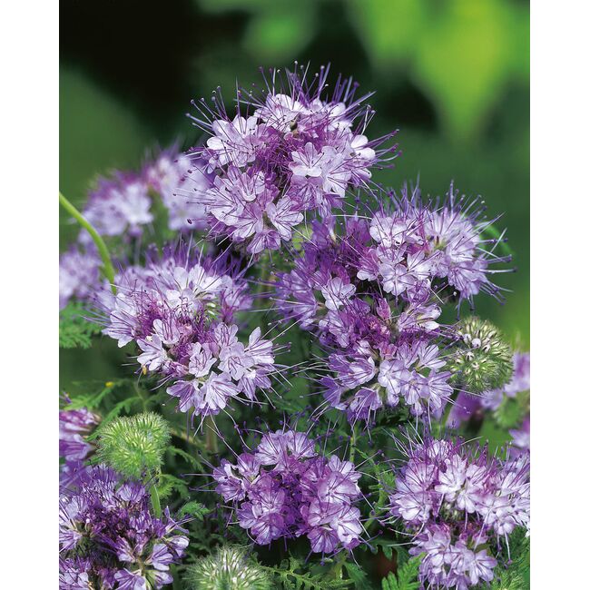 Seminte facelia DLF 1 kg