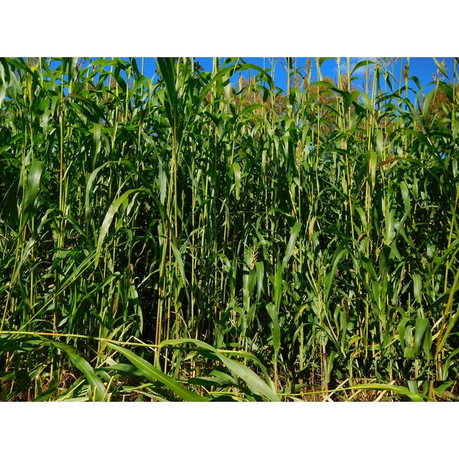 Seminte iarba de sudan Sorgum Sudanense Piper, DLF 5 kg