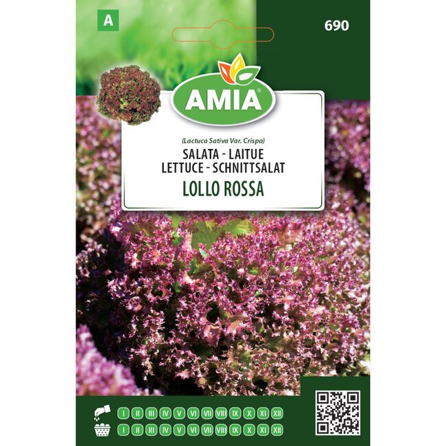 Seminte de salata creata rosie Lollo Rossa 1,8 gr