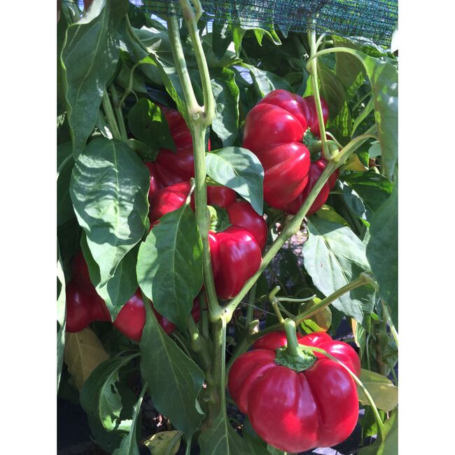 Seminte de ardei gogosar Bucur 0,2 gr