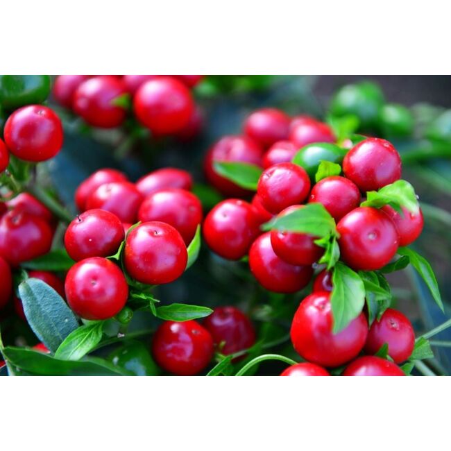 Seminte de ardei iute premium Cilliegia Piccante (Bacio di Satana) aprox 30 seminte