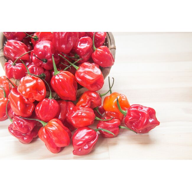 Seminte de ardei iute premium Habanero red, 20 seminte