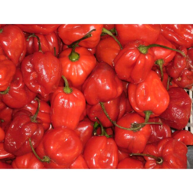 Seminte de ardei iute premium Habanero red, 20 seminte
