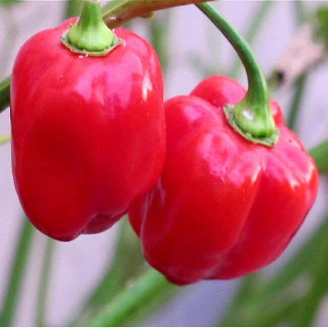 Seminte de ardei iute premium Habanero red, 20 seminte