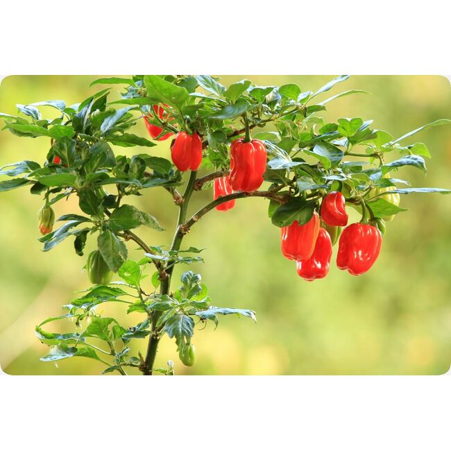 Seminte de ardei iute premium Habanero red, 20 seminte