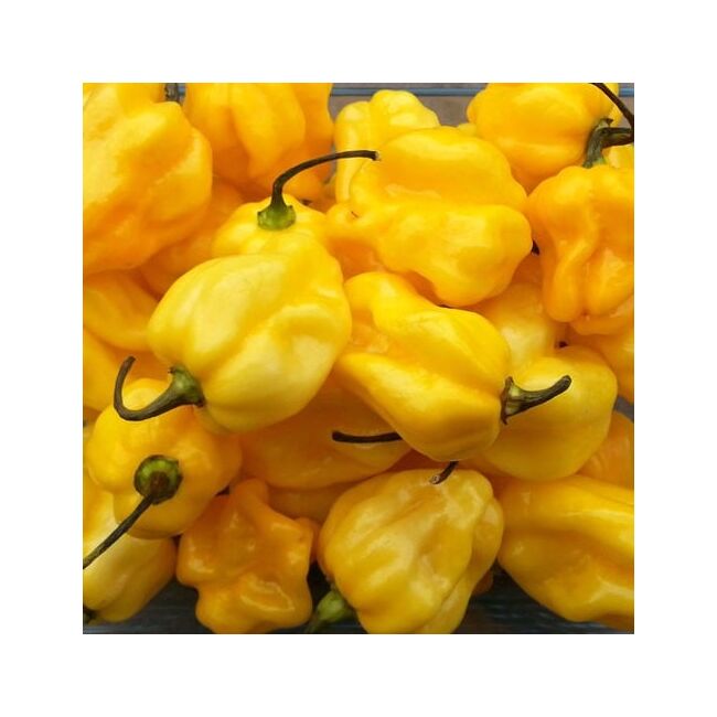 Seminte de ardei iute premium Habanero Yellow, 20 seminte