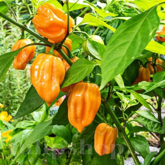 Seminte de ardei iute premium Habanero Yellow, 20 seminte
